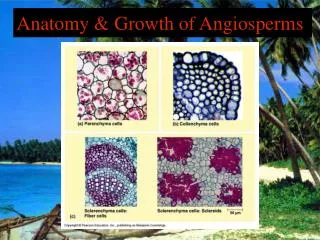 Anatomy &amp; Growth of Angiosperms