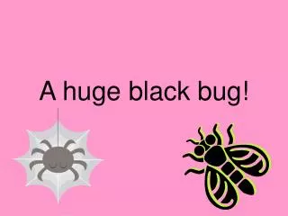 A huge black bug!