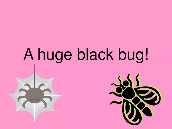 a huge black bug