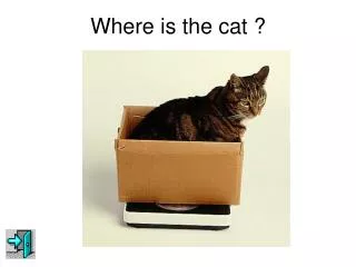 Where is the cat ?