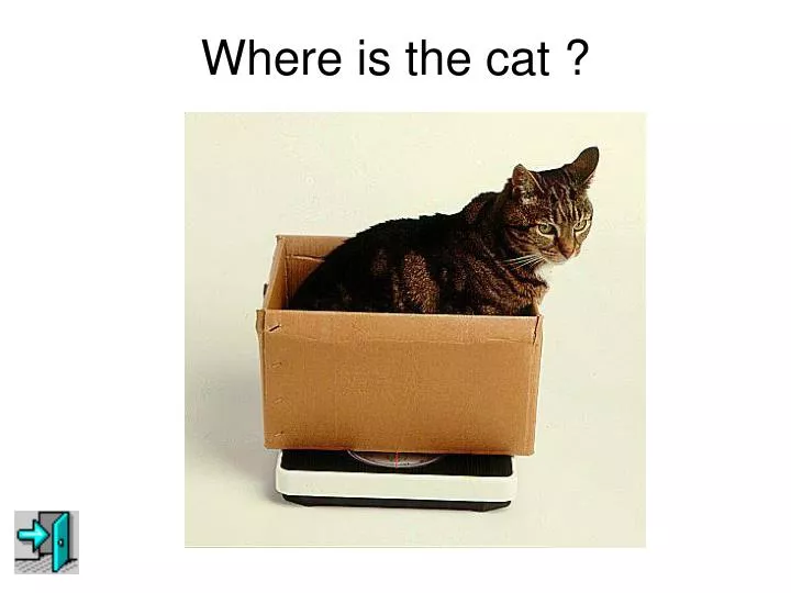 where is the cat