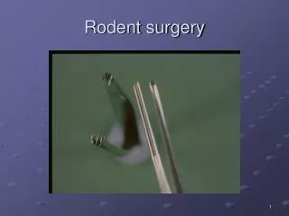 Rodent surgery