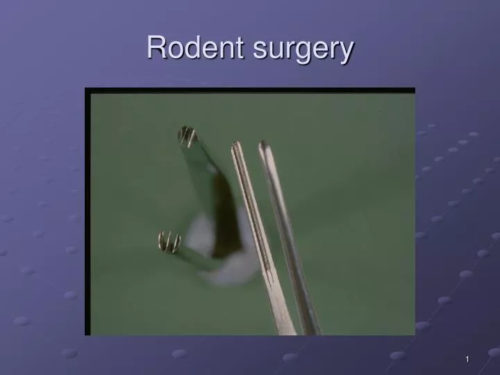 rodent surgery
