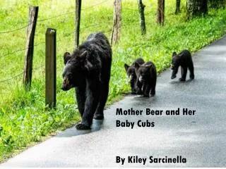 Mother Bear and Her Baby Cubs By Kiley Sarcinella