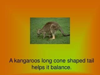 A kangaroos long cone shaped tail helps it balance.