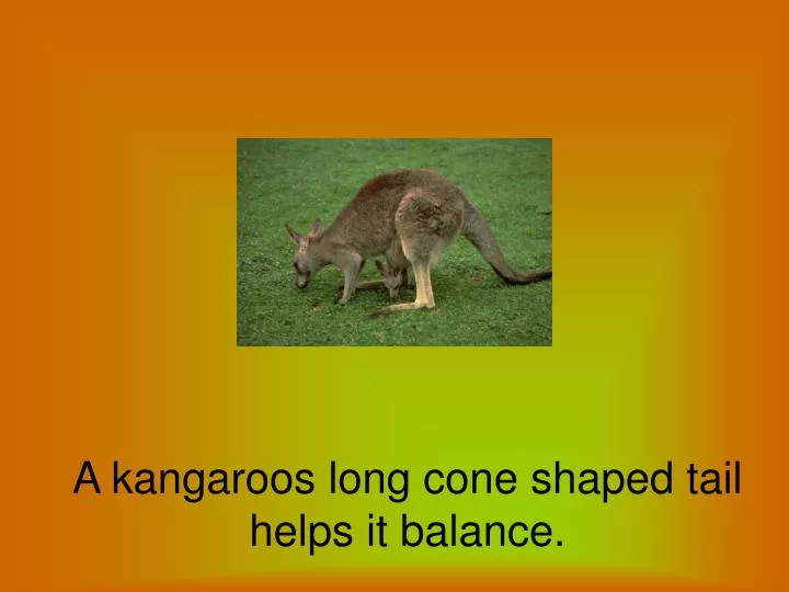 a kangaroos long cone shaped tail helps it balance