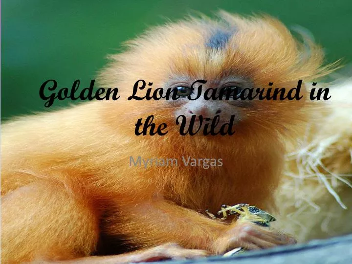 golden lion tamarind in the wild