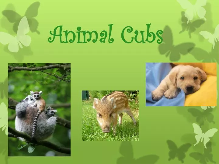 animal cubs