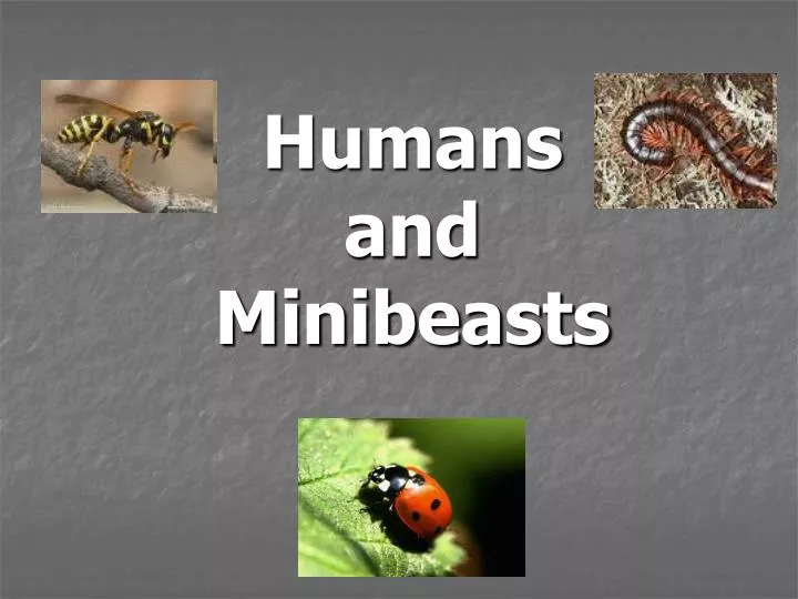 humans and minibeasts