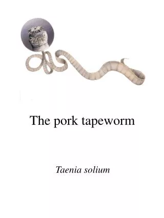 The pork tapeworm
