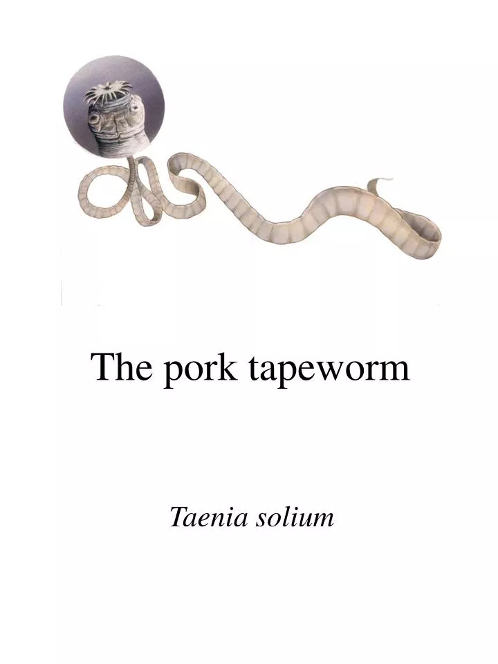 the pork tapeworm