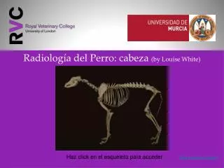 radiolog a del perro cabeza by louise white