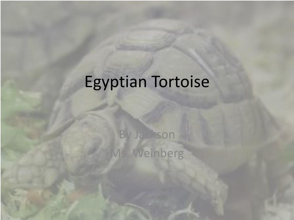 Tortoise Slideshow PPT - Egyptian Tortoise PowerPoint Presentation, free download - ID:4914156