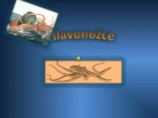 hlavono ce