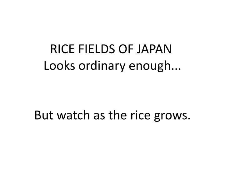 rice fields of japan looks ordinary enough but watch as the rice grows