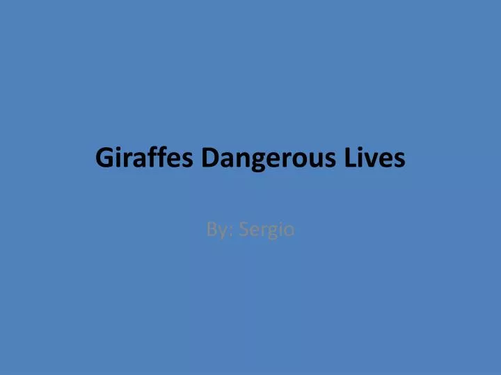 giraffes dangerous lives
