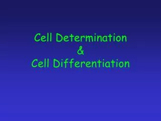 Cell Determination &amp; Cell Differentiation