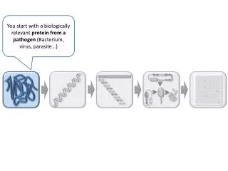 Reverse translate to obtain the DNA sequence