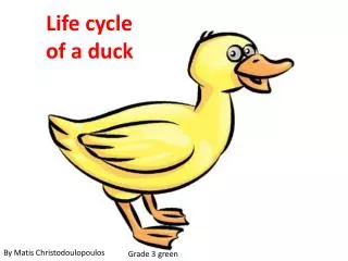 Life cycle of a duck