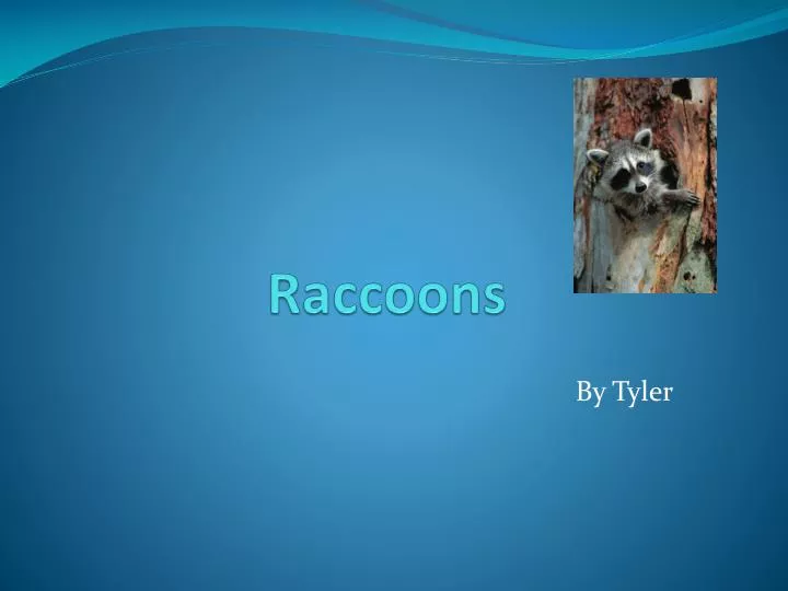 raccoons