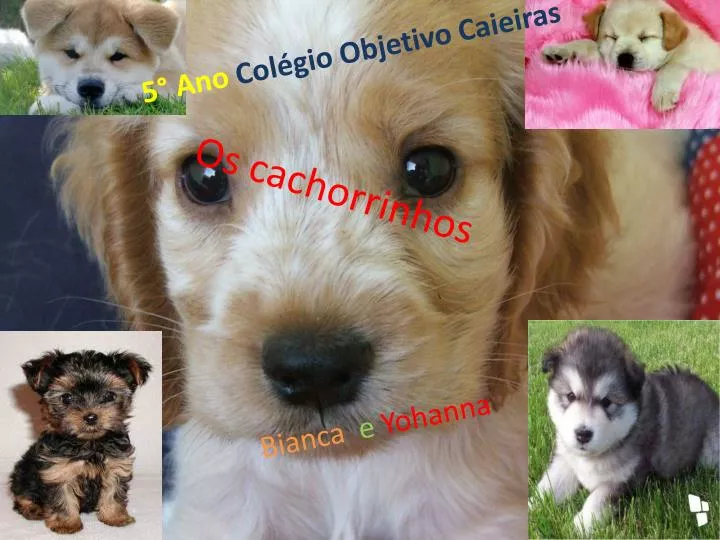 os cachorrinhos