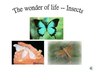 The wonder of life -- Insects