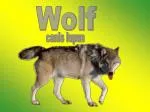 Wolf - slide 1