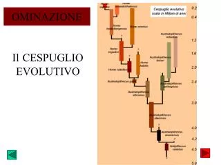 il cespuglio evolutivo