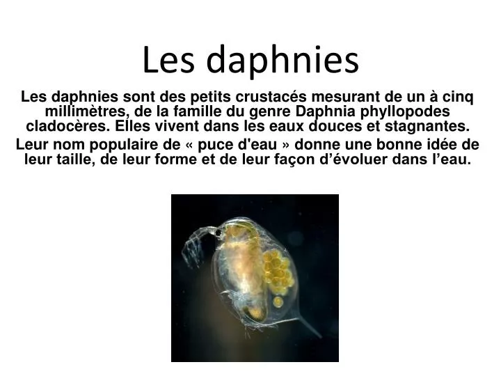 les daphnies
