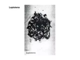 leptotena