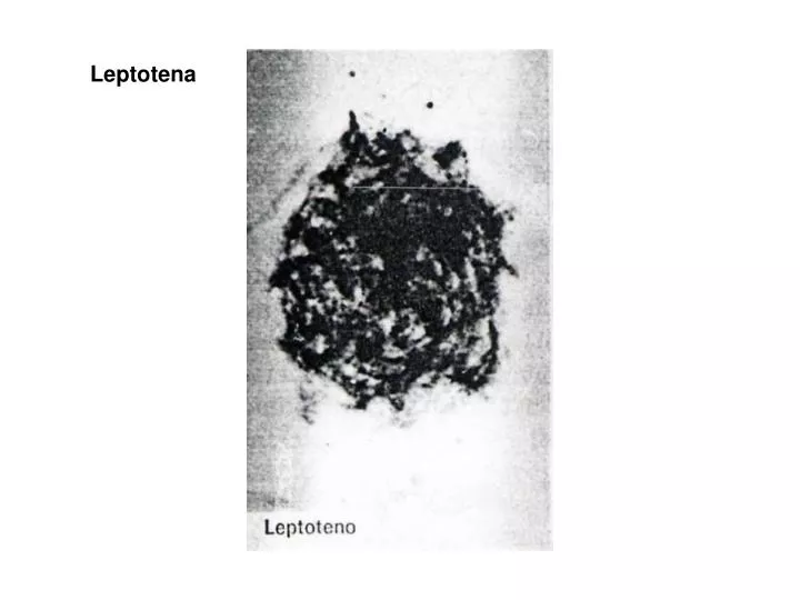 leptotena