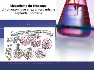 m canisme du brassage chromosomique chez un organisme haplo de sordaria ou