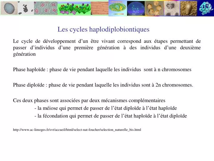 les cycles haplodiplobiontiques