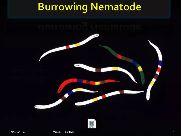 burrowing nematode