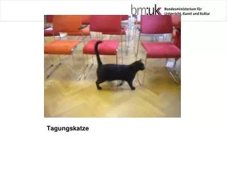 tagungskatze