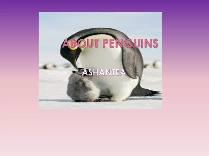 about penguins