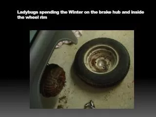 Ladybugs spending the Winter on the brake hub and inside the wheel rim
