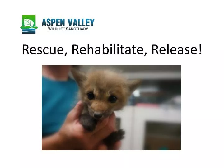 rescue rehabilitate release