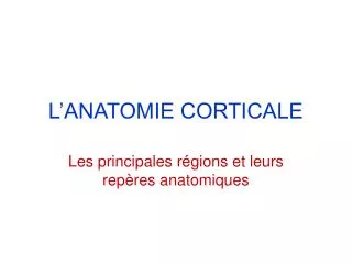 l anatomie corticale