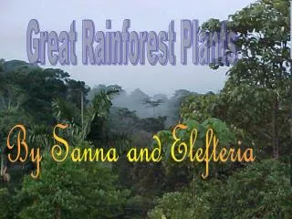 Great Rainforest Plants