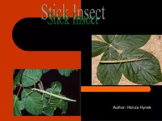 Stick Insect