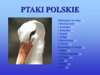 ptaki polskie