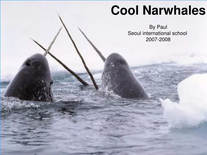cool narwhal by paul lee fourth grade seoul international school 2007 2008