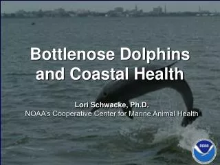 Bottlenose Dolphins and Coastal Health