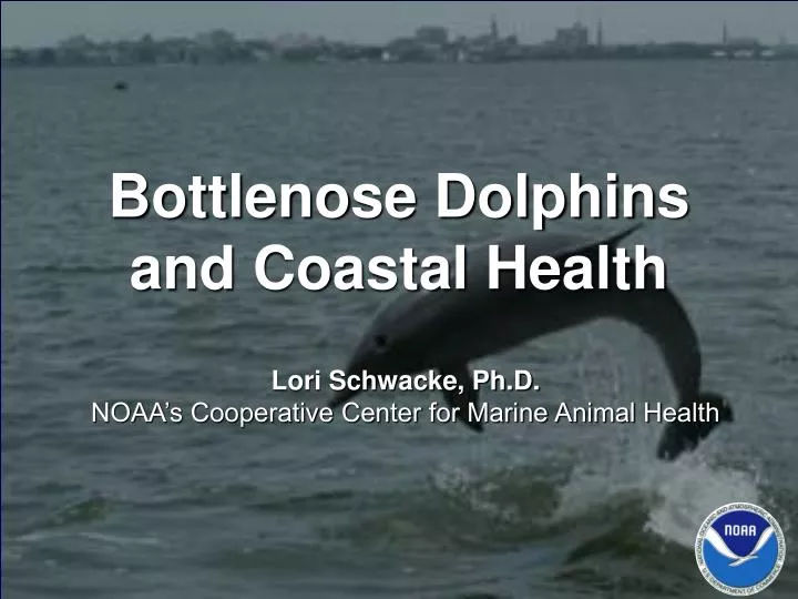 bottlenose dolphins and coastal health