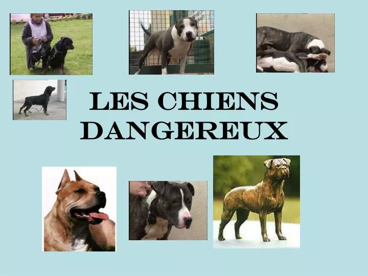 les chiens dangereux