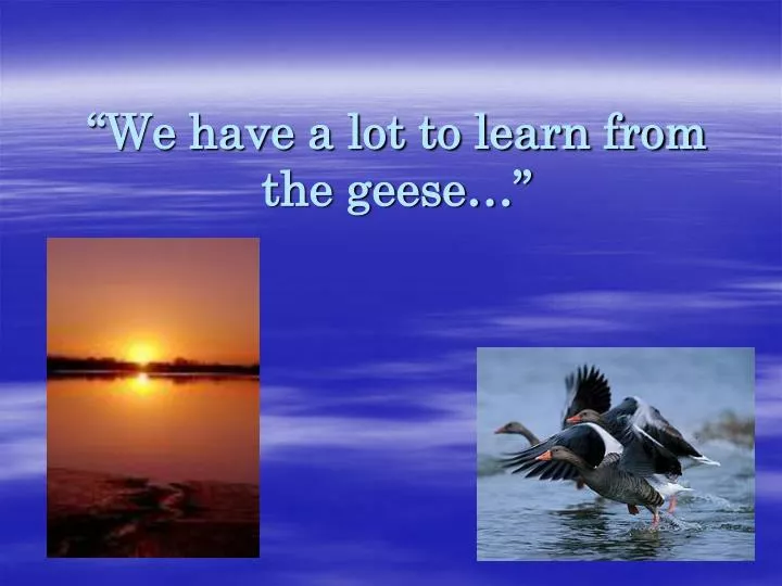 we have a lot to learn from the geese