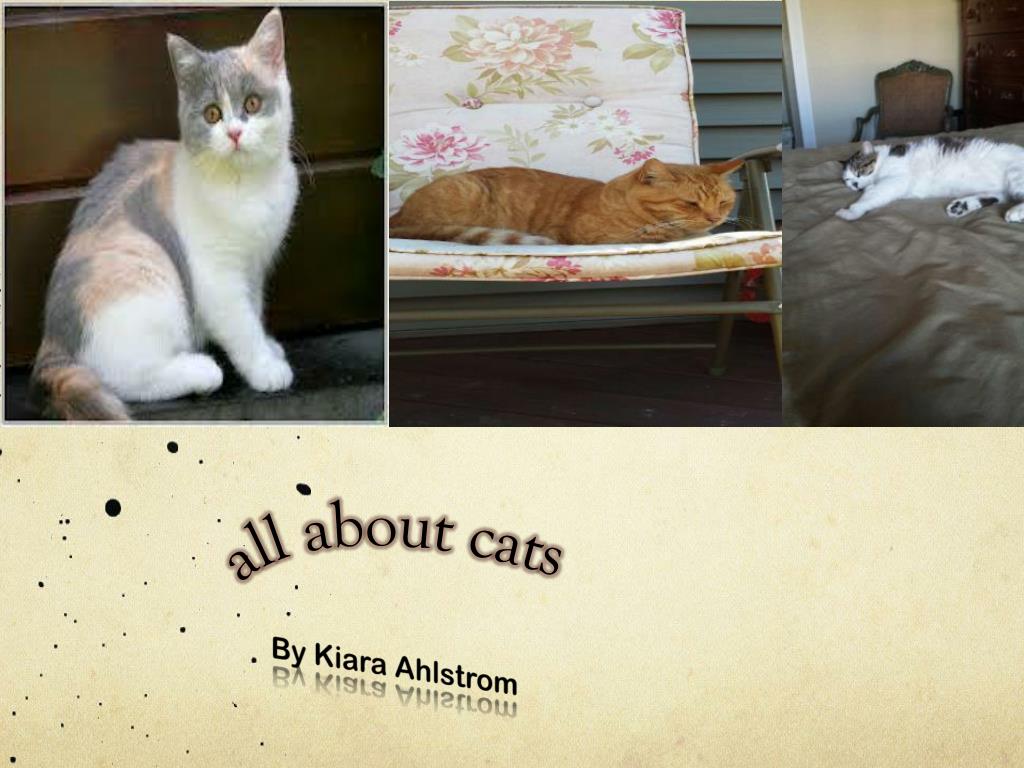 PPT - all about cats PowerPoint Presentation, free download - ID:4924024