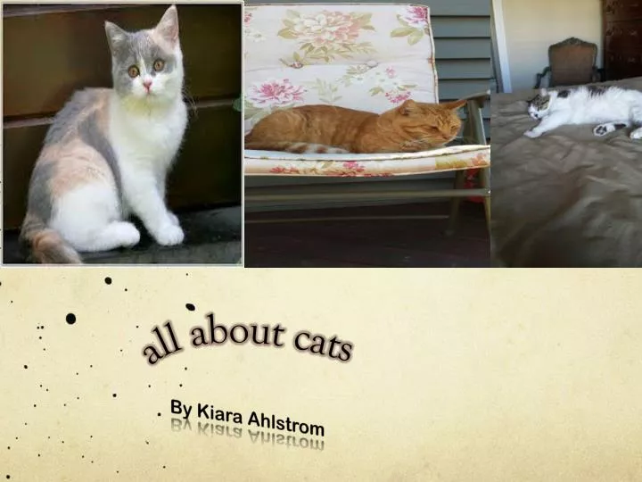 all about cats