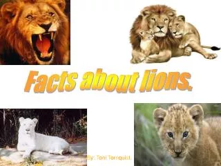 Facts about lions.